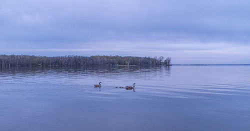 Ducks swimming in lake against sky