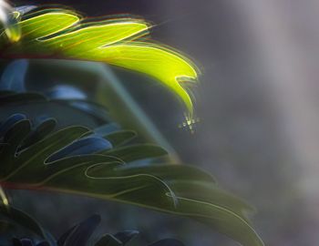 Close-up of green plant