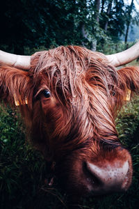 Close-up of a horse on field