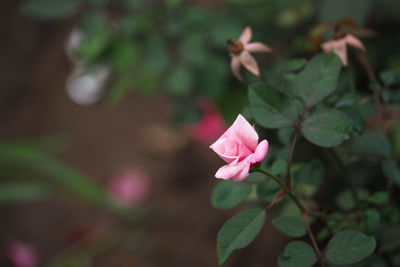 Close-up of pink flowers blooming outdoors