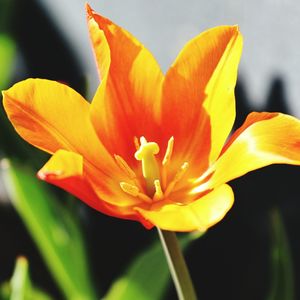 Close-up of yellow flower