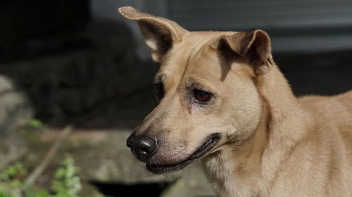 Close-up of dog looking away