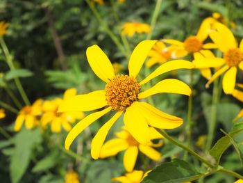 Close-up of yellow flower