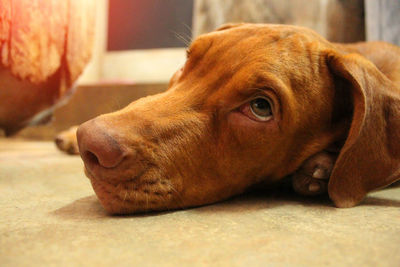 Close-up of a dog resting