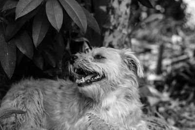 Dog looking away outdoors