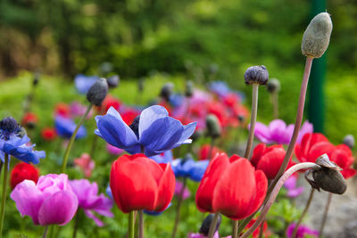 Close-up of purple flowering plants on field