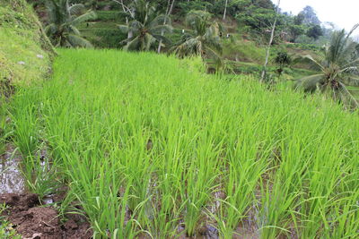 Close-up of grass on field