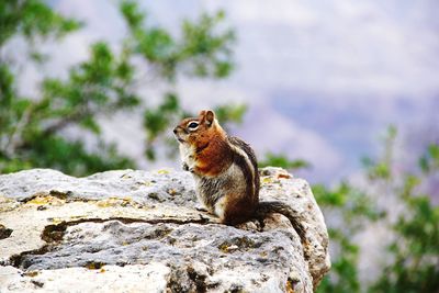 Close-up of squirrel on rock