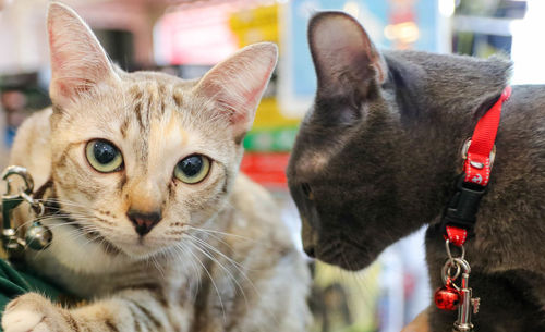 Close-up portrait of a cat