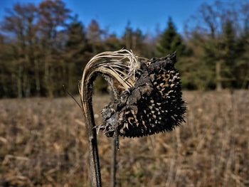 Close-up of dried plant on field