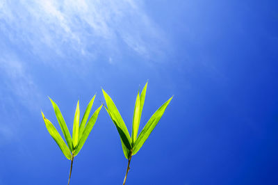 Low angle view of plants against blue sky