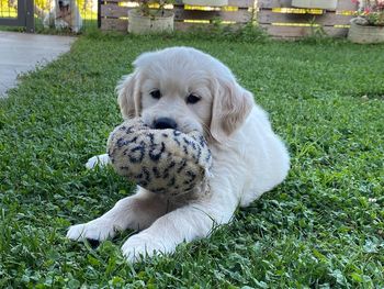 View of a dog relaxing on field