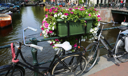 Bicycles parked by plants in water