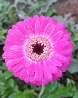 Close-up of pink flower blooming outdoors