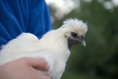 Whilst being carried by a person in a blue jumper, this white silkie chicken looks at the camera