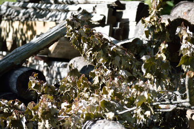 Close-up of lizard on tree