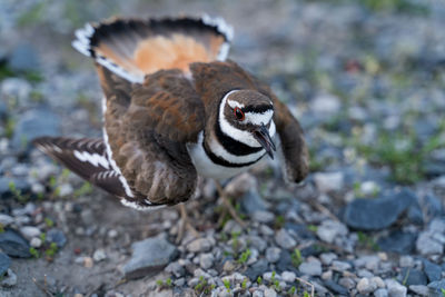 Close-up of a bird