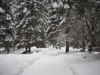 Trees on snow covered landscape