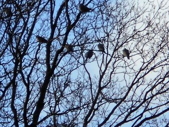 Low angle view of birds perching on branch