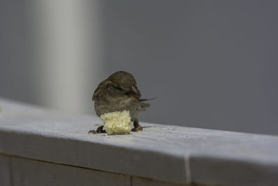 Close-up of bird perching on retaining wall