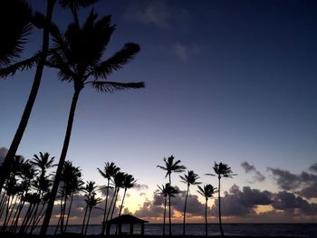 Low angle view of silhouette coconut palm trees against sky