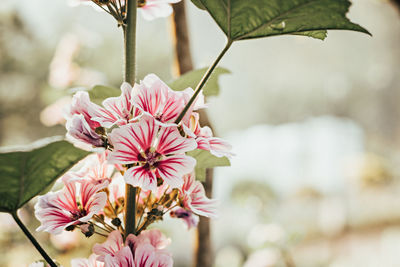 Close-up of pink flowers blooming outdoors