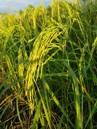 Close-up of crops growing on field