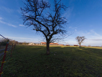 Bare tree on field against sky