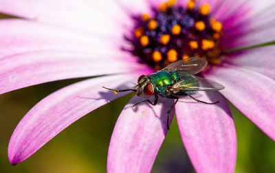 Close-up of insect on pink flower