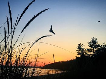 Silhouette of birds flying against sky during sunset