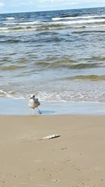 Bird on beach