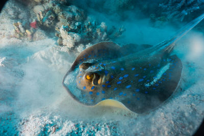 Blue spotted stingray in the red sea, dahab, blue lagoon sinai - a.e