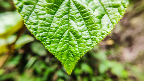 Close-up of fern leaves