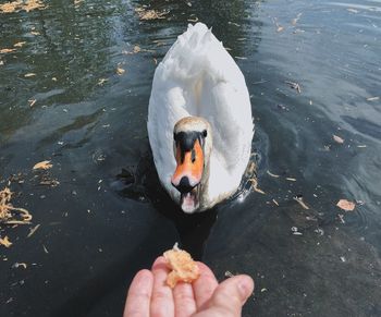 High angle view of swan swimming in lake