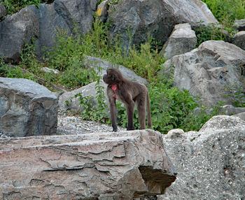 Monkey on stone wall