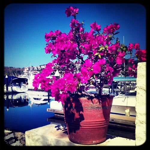 transfer print, flower, auto post production filter, clear sky, growth, built structure, building exterior, pink color, architecture, potted plant, fragility, nature, freshness, plant, sunlight, beauty in nature, outdoors, purple, blue, day