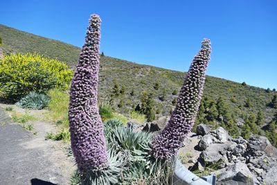 Cactus plants on field against clear blue sky