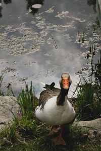 Close-up of duck swimming on lake