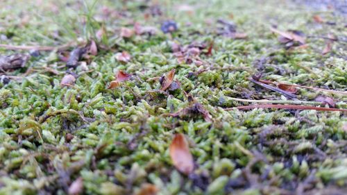 Close-up of plant growing on field