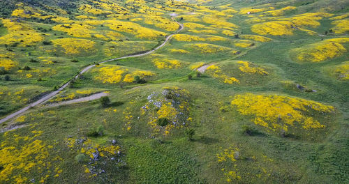 Yellow flowers on field