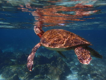 Turtle swimming in sea