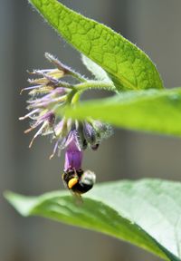 Close-up of insect on purple flower