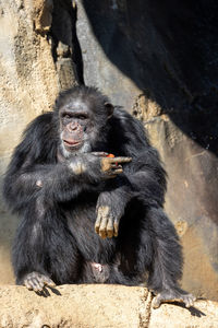 Chimpanzee holding fruit in its hand