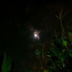 Plants against sky at night