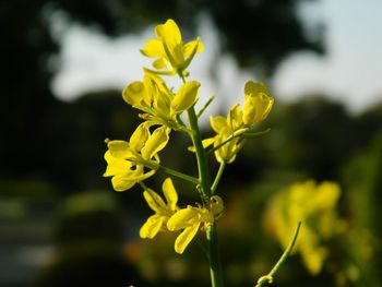 Close-up of yellow flower