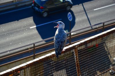 Close-up of bird perching on cable car