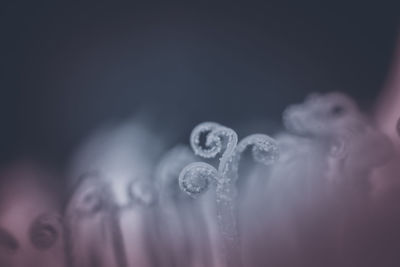 Close-up of bubbles over black background