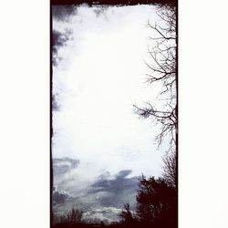 Low angle view of bare trees against sky