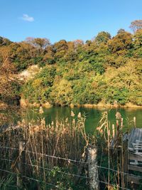 Scenic view of lake by trees against sky