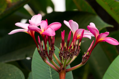 Close-up of pink flowering plant